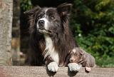 BORDER COLLIE 1057